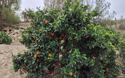 Venta de Cortijo Restaurado con Parcela en Terque