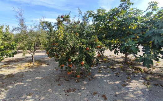 Venta de dos casas por una en Fernán Pérez con parcela en producción!