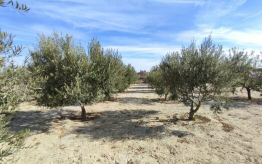 Venta de dos casas por una en Fernán Pérez con parcela en producción!